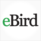 eBird